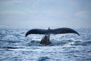 PLEASANT Whale Fluke Tail 1
