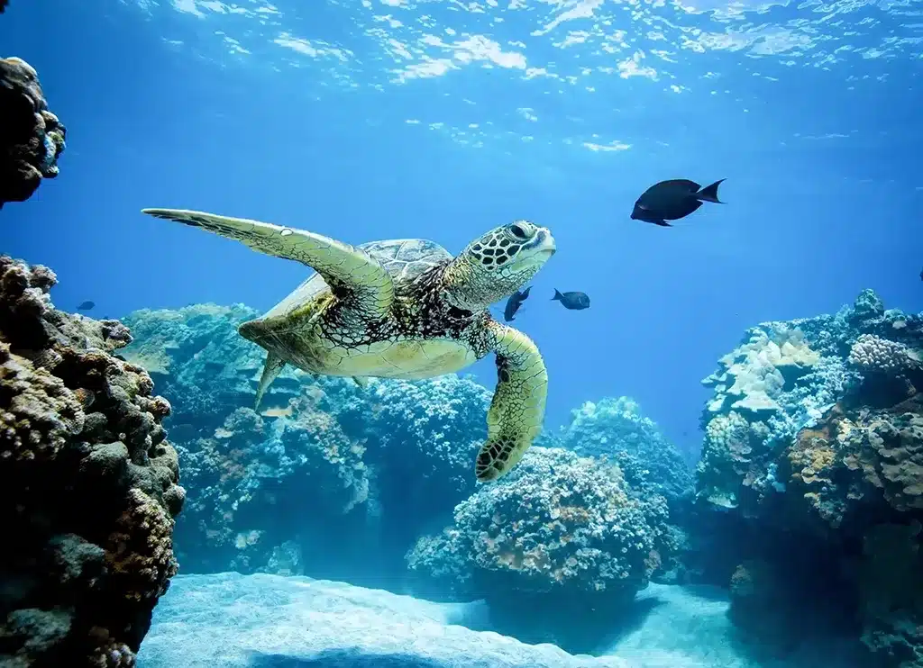 Turtle Snorkel Sail scaled 1