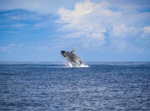 Whale full breach Liz Cano image 64834411 1