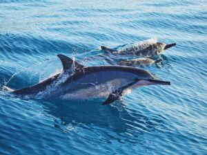dolphin 4