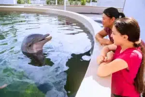 dolphin aloha 3
