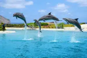 dolphin aloha 7