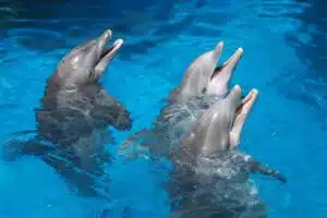 dolphin aloha 8