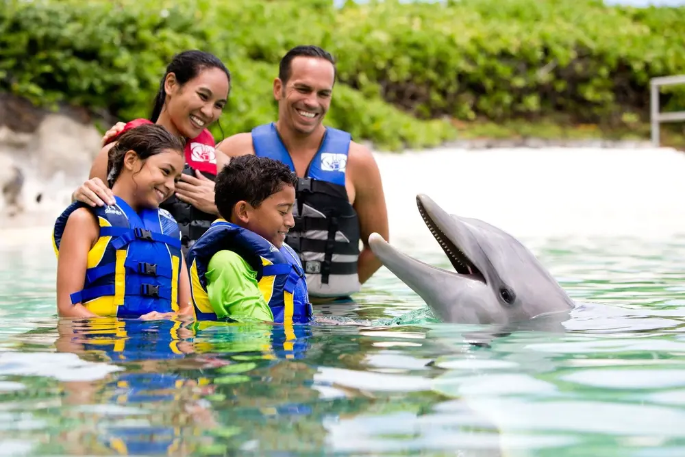 dolphin exploration 1