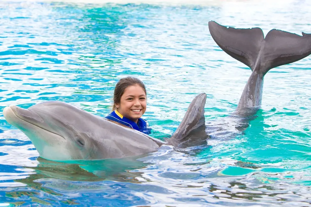 dolphin exploration 2
