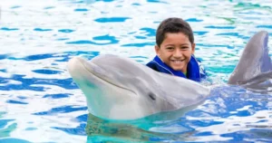 dolphin exploration 4
