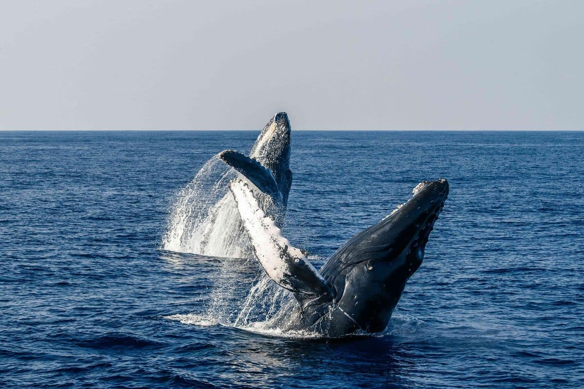 oahu whale watching 5