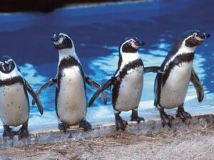 sea life park hawaii humboldt penguins