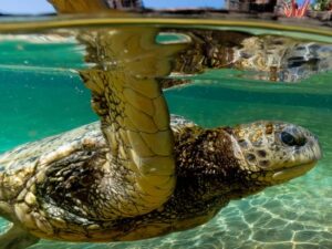 sea life park hawaii turtle