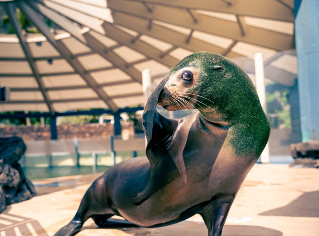 sea lion encounter 4