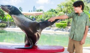sea lion encounter 6
