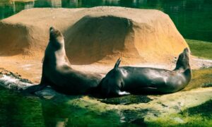 sea lion encounter 7