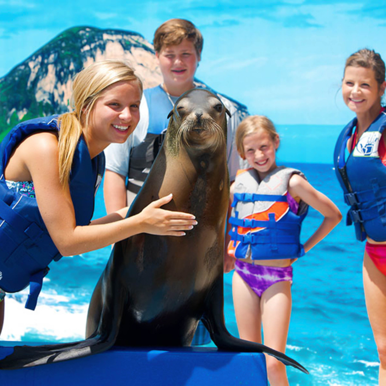 sea lion encounter