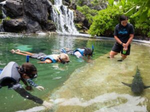 shark snorkel best hawaii tours 1