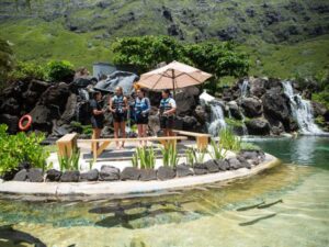 shark snorkel best hawaii tours 2