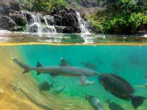 shark snorkel best hawaii tours 3