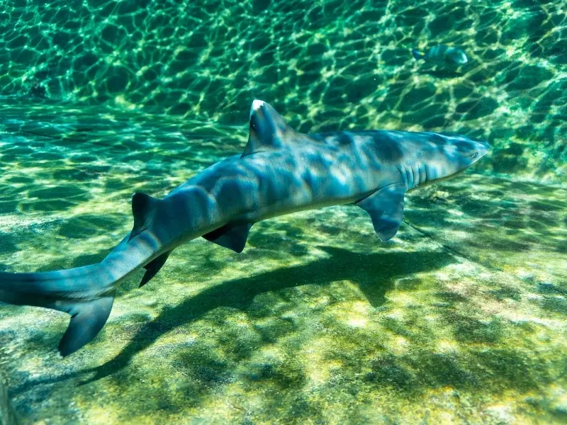 shark snorkel best hawaii tours