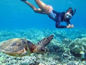 swim with turlte