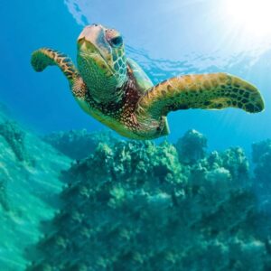 turtle 3