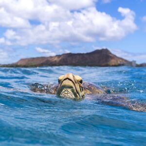 turtle 4