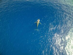 whale watching 11