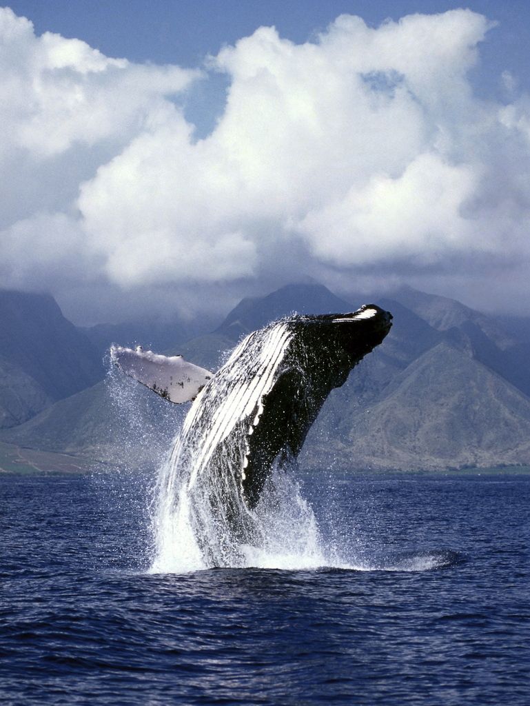 whale watching 6