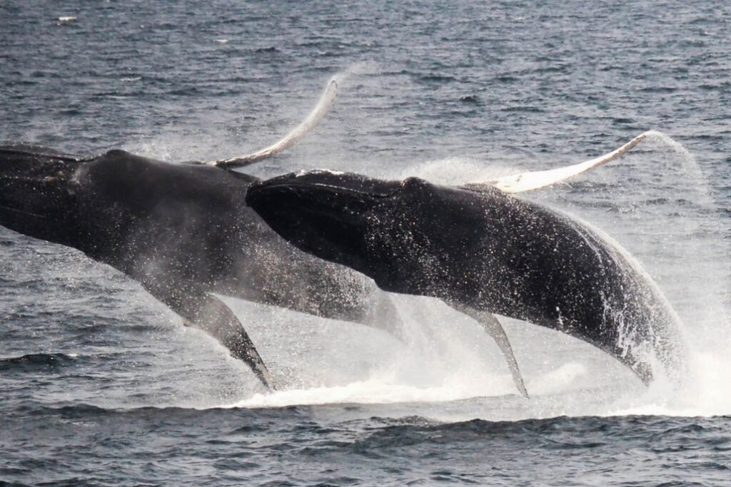 spirit of aloha whale watching cruise humpback whale