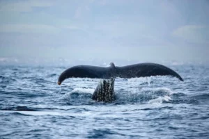 spirit of aloha whale whale watch tour 1