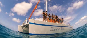 spirit of aloha whale whale watch tour 4