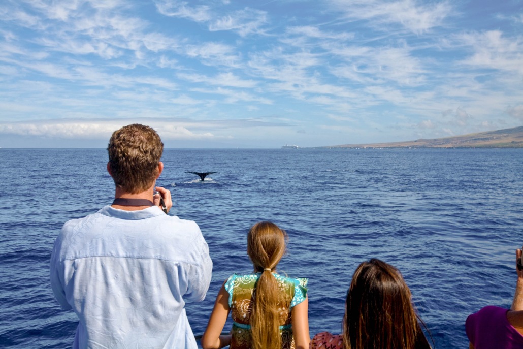 spirit of aloha whale whale watch tour 6