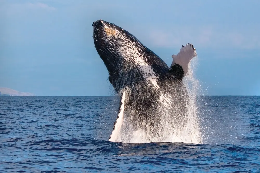 spirit of aloha whale whale watch tour