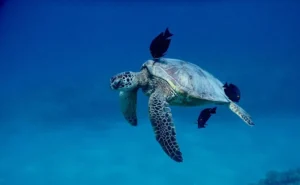 turtle sail with lunch 7